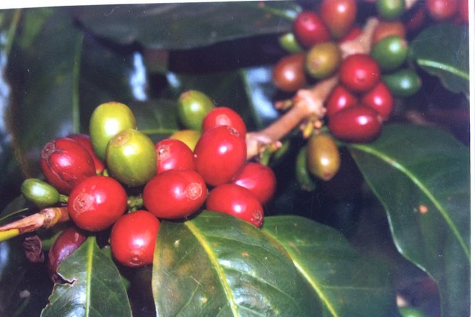 Kona Shore Excursion: Sea Turtles, Historic Kona & Coffee - The guide can make or break the day