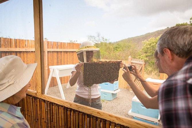 Kona Tour: Bee Farm, Kona Coffee, and National Historical Parks - Big Island Bees: a close look at island honey