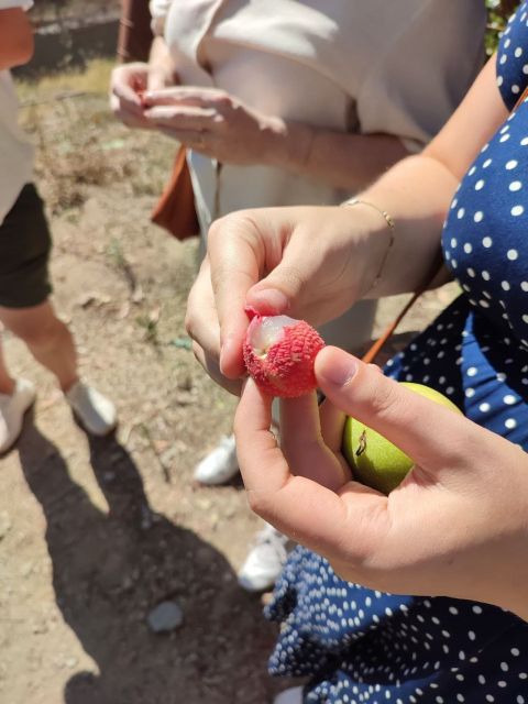 La Herradura Coffee Farm: tour in Europe's only plantation - Sea views and the old Andalusian cortijo