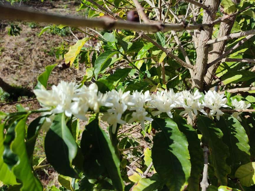 La Herradura Coffee Farm: tour in Europe's only plantation - Getting there from La Herradura and Nerja