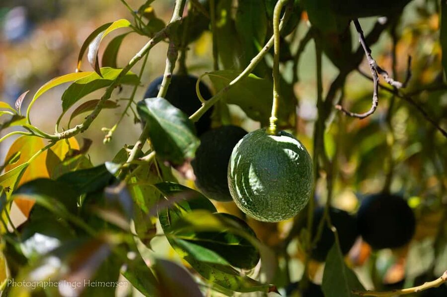 La Herradura Coffee Farm: tour in Europe's only plantation - Who should book this farm tour?