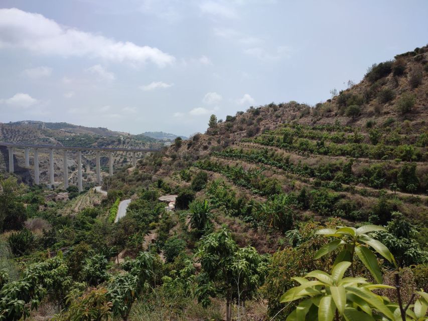La Herradura Coffee Farm: tour in Europe's only plantation - A tropical fruit collection in Mediterranean Spain