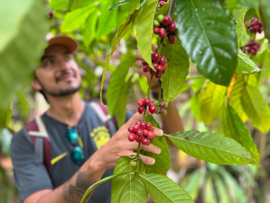 Las Terrenas: Private Coffee Trail ATV Tour in Samana - Views over Samana Bay and the route between stops