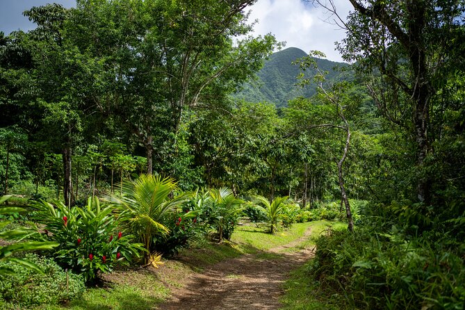 Liamuiga Natural Farm Tour - St.Kitts' Coffee Farm - Riding the military truck into St. Kitts’ hills