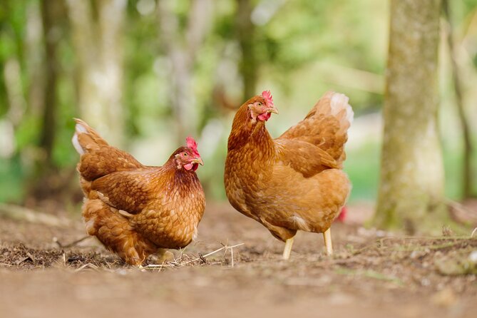 Liamuiga Natural Farm Tour - St.Kitts' Coffee Farm - A seasonal lunch with the farm close by