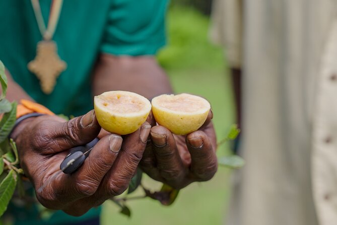 Liamuiga Natural Farm Tour - St.Kitts' Coffee Farm - Why the four-hour length matters