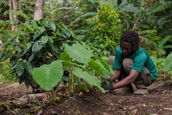 Liamuiga Natural Farm Tour - St.Kitts' Coffee Farm - Handling the meeting point and timing