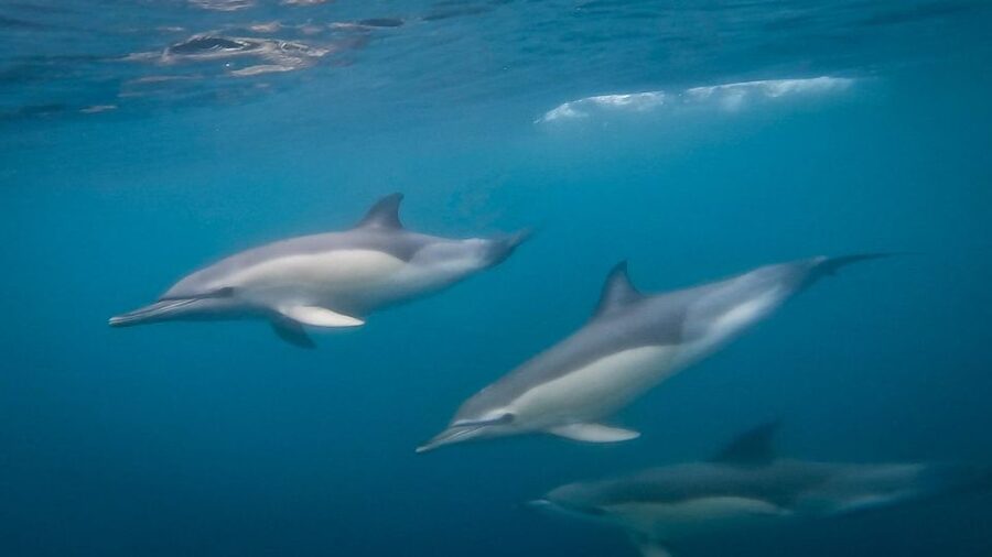 Lisbon: Dolphin Watching with Marine Biologist - Small Group - Key points at a glance