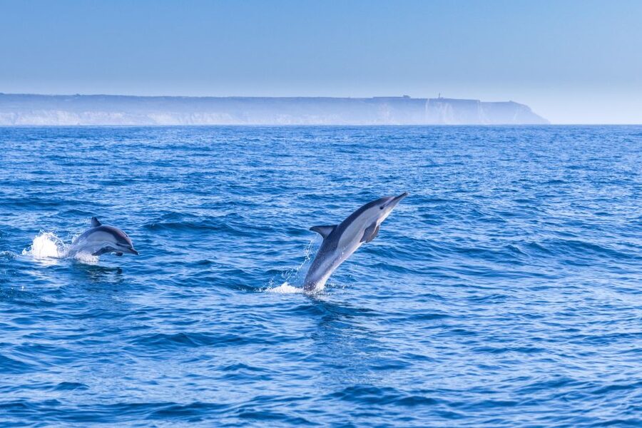 Lisbon: Dolphin Watching with Marine Biologist - Small Group - Why this Lisbon dolphin trip is more than a boat ride