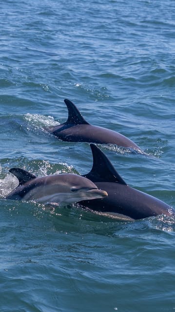 Lisbon: Dolphin Watching with Marine Biologist - Small Group - Crossing the Tagus toward open water