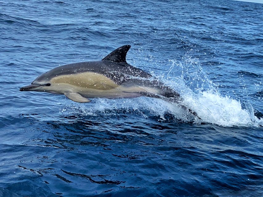 Lisbon: Dolphin Watching with Marine Biologist - Small Group - Finding dolphins in their own habitat