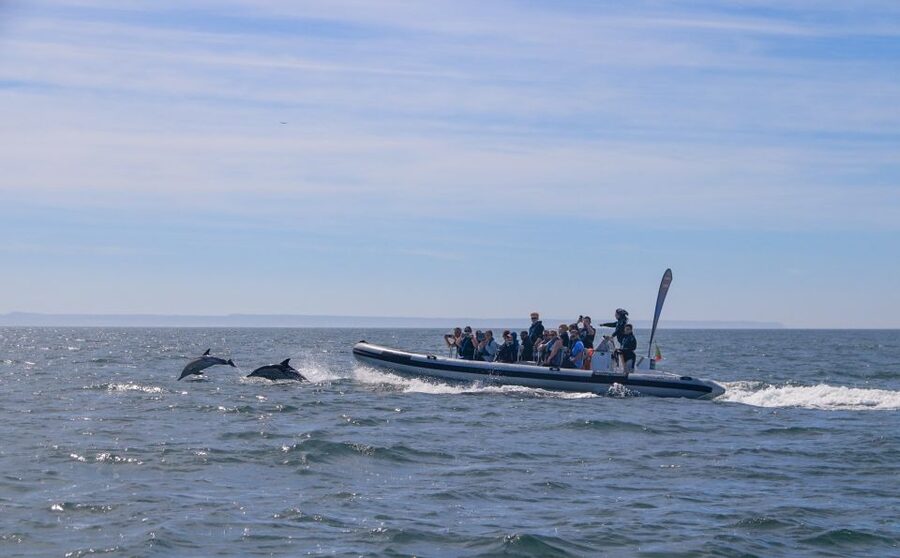 Lisbon: Dolphin Watching with Marine Biologist - Small Group - Beyond dolphins: whales, sunfish, and seabirds