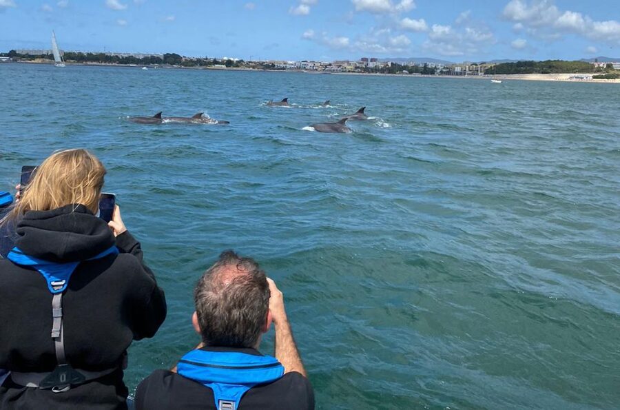 Lisbon: Dolphin Watching with Marine Biologist - Small Group - Fort Bugio and the coast near Cascais