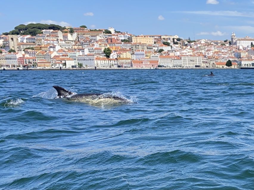 Lisbon: Dolphin Watching with Marine Biologist - Small Group - The return to Lisbon and the best city views