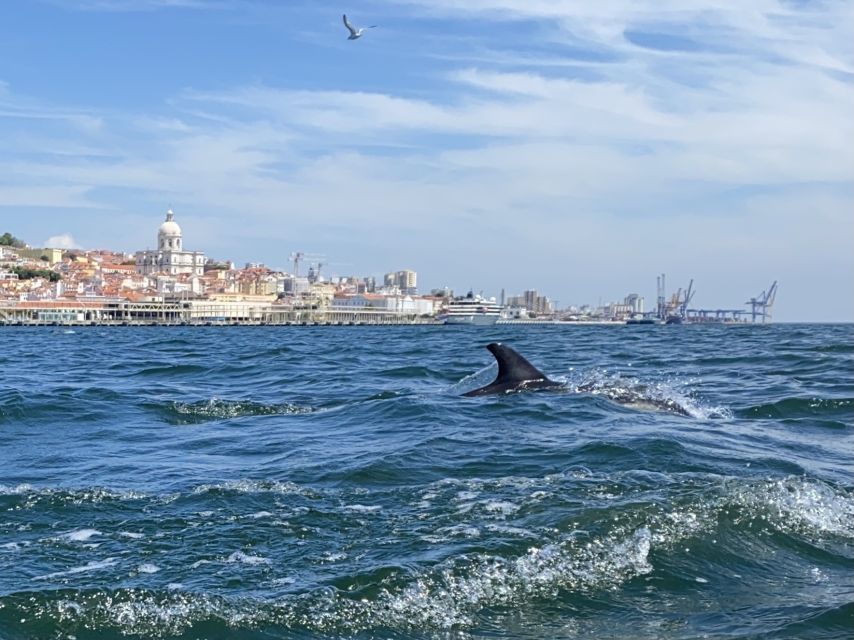 Lisbon: Dolphin Watching with Marine Biologist - Small Group - What the boat ride feels like