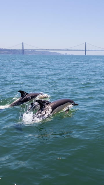 Lisbon: Dolphin Watching with Marine Biologist - Small Group - Starting below the 25 de Abril Bridge