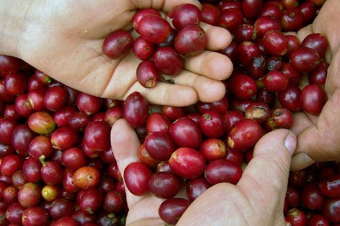 Local Coffee Tasting and Cultural Experience - Guides who add the human side