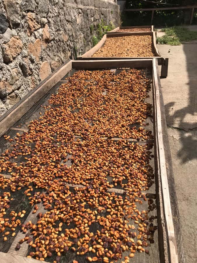 Lombok: Coffee Plantation Tour With Tasting - Key points at a glance