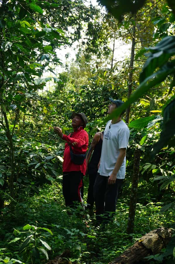 Lombok: Coffee Plantation Tour With Tasting - Natural and honey processing in the warehouse