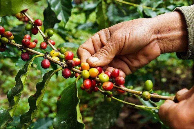 Maasai village visit, Materuni waterfalls & coffee experience - Making coffee the Chagga way