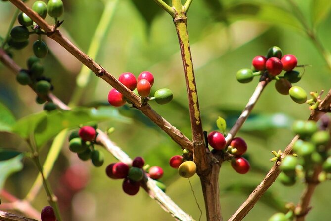 Materuni Thundering Waterfalls,Coffee Experience with Moshi Town Tour - The 45-minute walk to Thundering Waterfalls