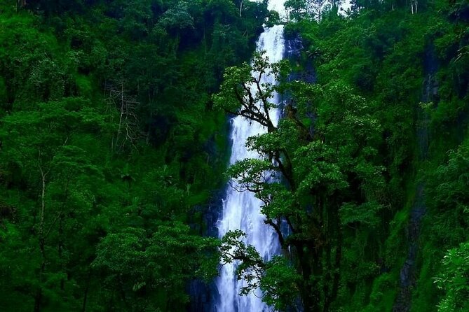Materuni waterfall - coffee tour OR Chemka hot spring Tour - Chemka Hot Springs offers a slower second half