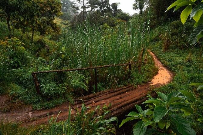 Materuni Waterfall Hike & Coffee Tour - Materuni Waterfall and the chance to swim