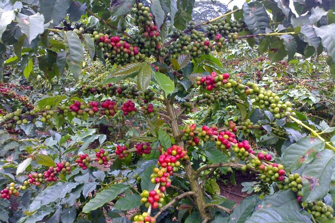 Materuni Waterfall Hike & Coffee Tour - Group size, timing, and who will enjoy it