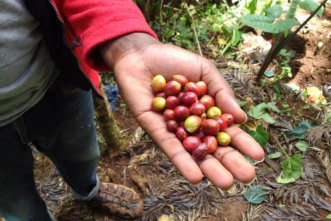 Materuni Waterfalls and Coffee Tour - Key points to know before booking