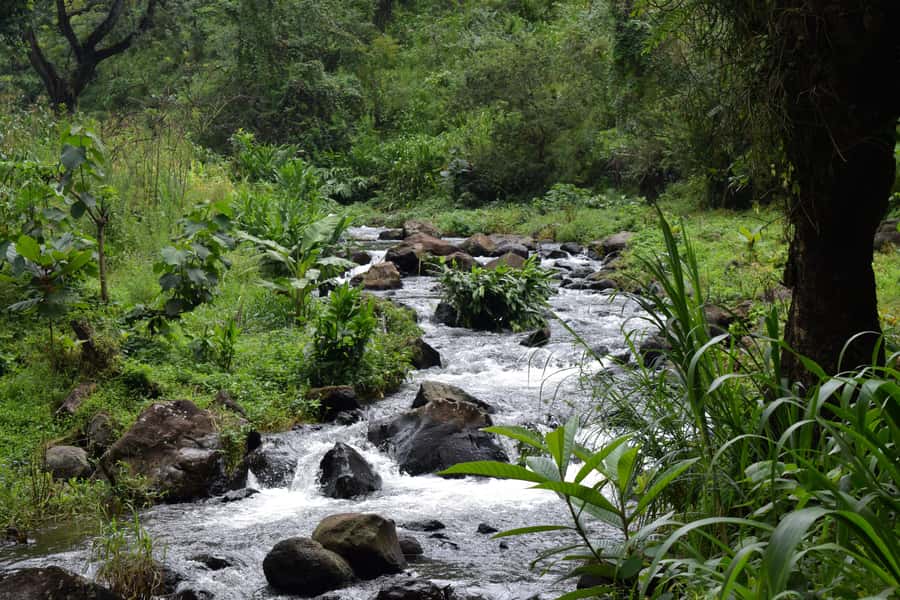 Materuni Waterfalls, Chemka Hot Springs, &/Or Coffee Tour - Should you book it?