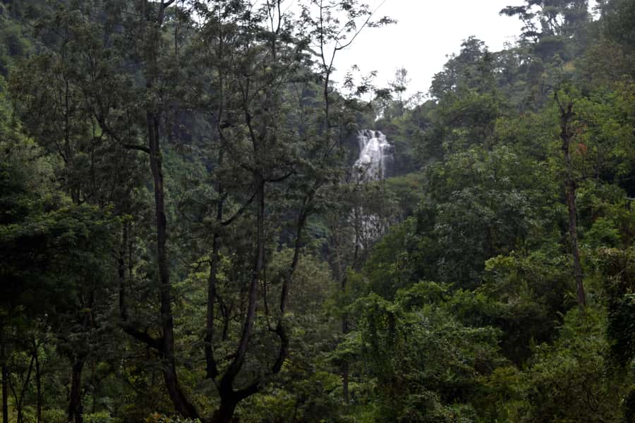 Materuni Waterfalls, Chemka Hot Springs, &/Or Coffee Tour - Who will enjoy this experience most