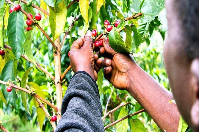 Materuni Waterfalls, Coffee and Village Full Day Tour - Who will enjoy this tour most