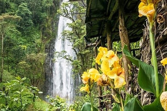 Materuni Waterfalls & Coffee Farm Tour - From Moshi to Materuni Village