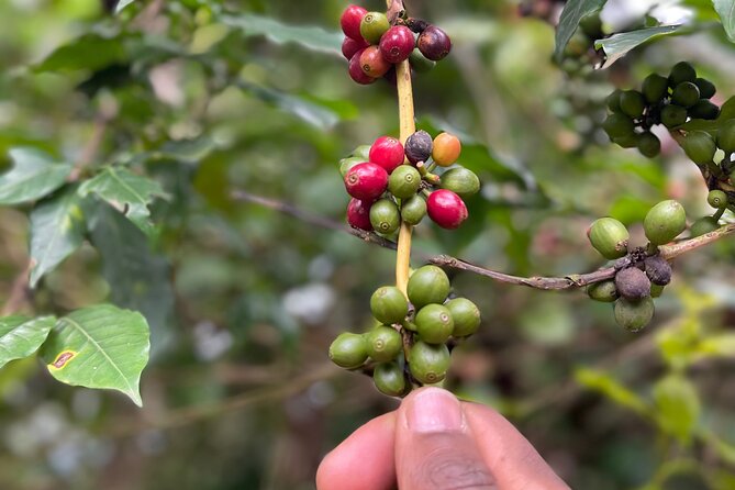 Materuni Waterfalls & Coffee Tour - A Tanzanian lunch between the sights