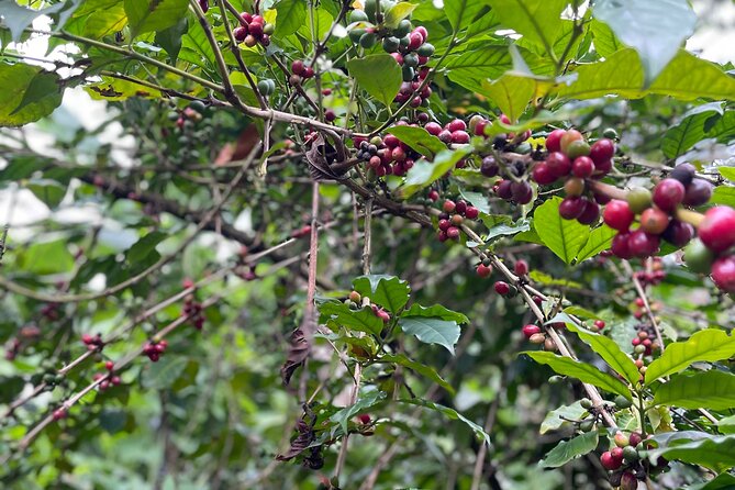 Materuni Waterfalls & Coffee Tour - What the private format is worth