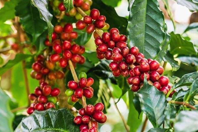 Materuni Waterfalls & Coffee Tour from Moshi - Why Materuni Makes a Good Day Trip From Moshi