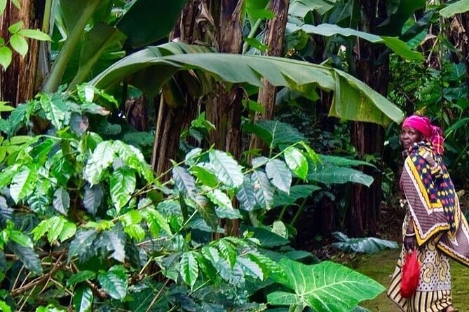 Materuni Waterfalls, Kikuletwa Chemka Hot springs, Coffee tour - What swimming at Kikuletwa is really like