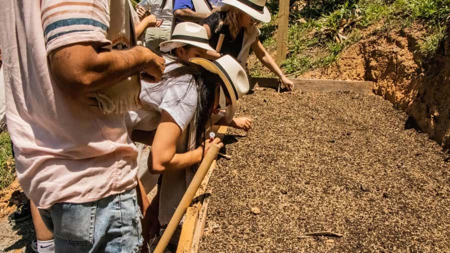 Medellin: Coffee and fruit tour - Should You Book the Coffee and Fruit Tour?