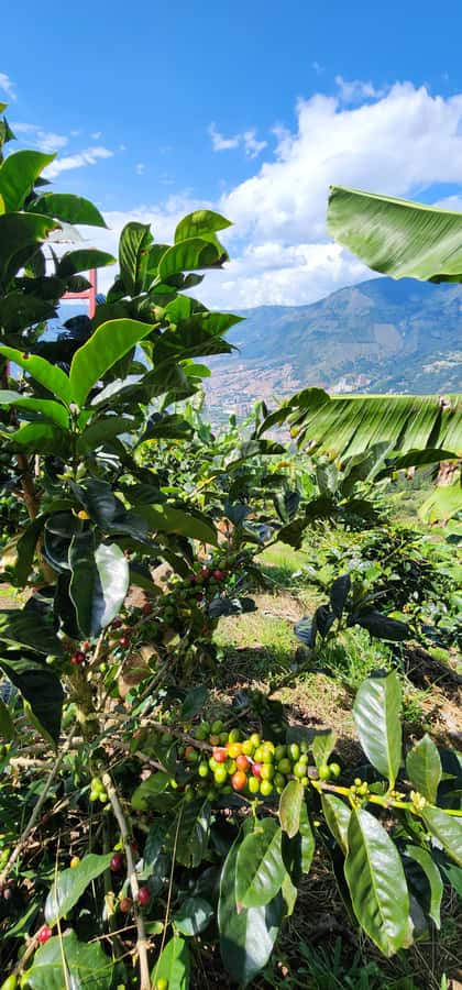 Medellin: Coffee Farm Tour & Spa with Overnight Glamping - Coffee tasting with several preparation methods