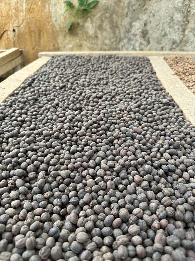 Medellín Coffee Farm Tour with Trolley and Cable Car Ride - Why this coffee tour is different from the usual farm visit