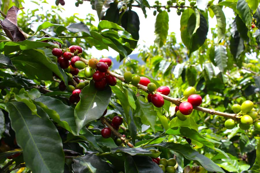 Medellín Coffee Farm Tour with Trolley and Cable Car Ride - Picking coffee berries by hand