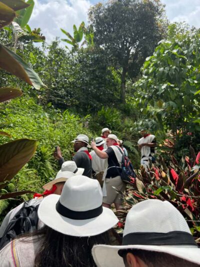 Coffee Tour Experience at a Coffee Farm