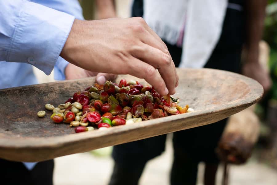 Medellin: Coffee Tour, Horseback Arrival, and Sugar Cane - Who should book this coffee day