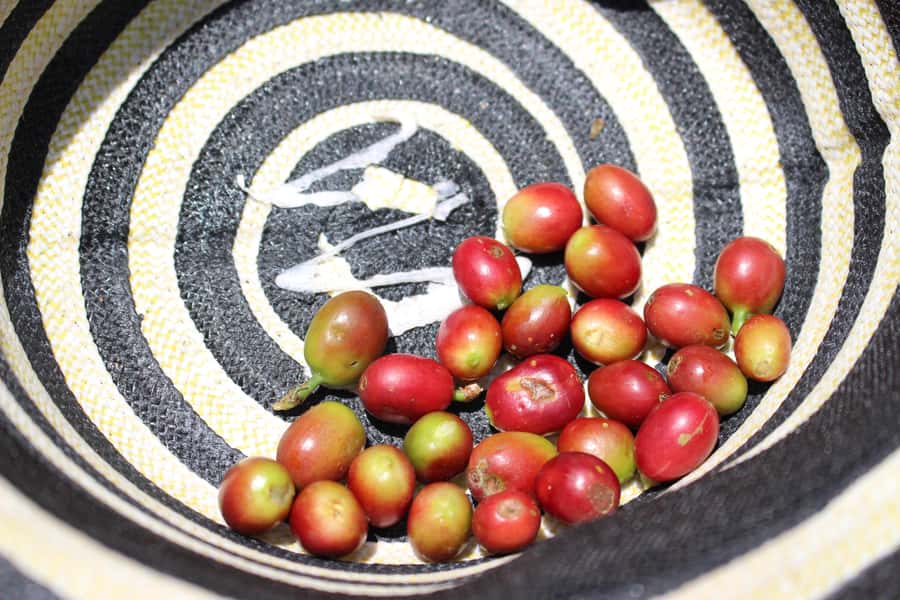 Medellin: Coffee Tour with Hotel Transfers and Meals - Is $70 a fair price?