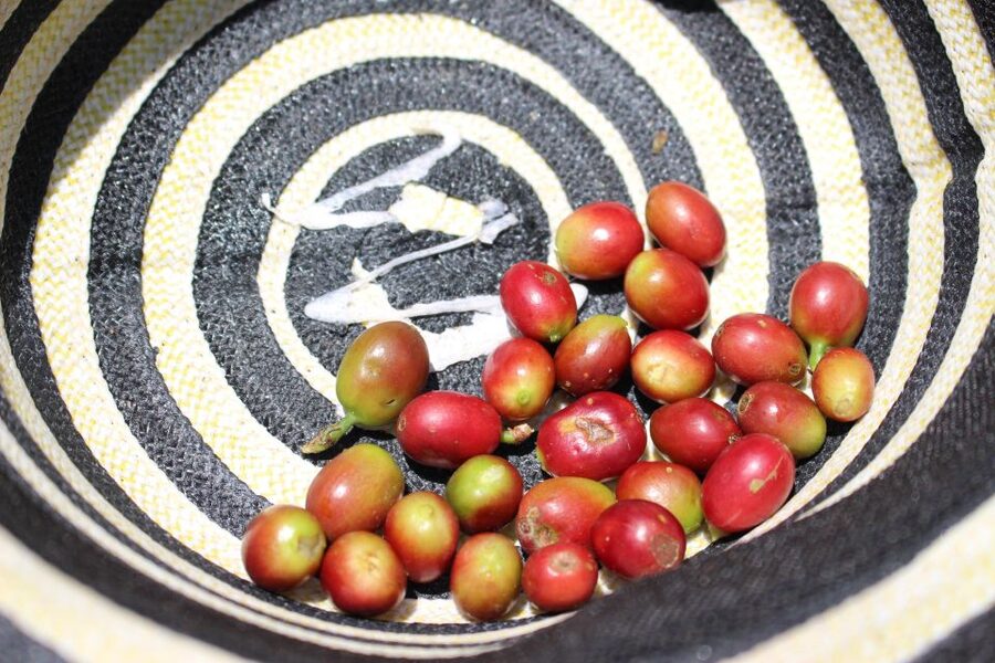 Medellin: Coffee Tour with Hotel Transfers and Meals - Picking beans and learning the coffee process