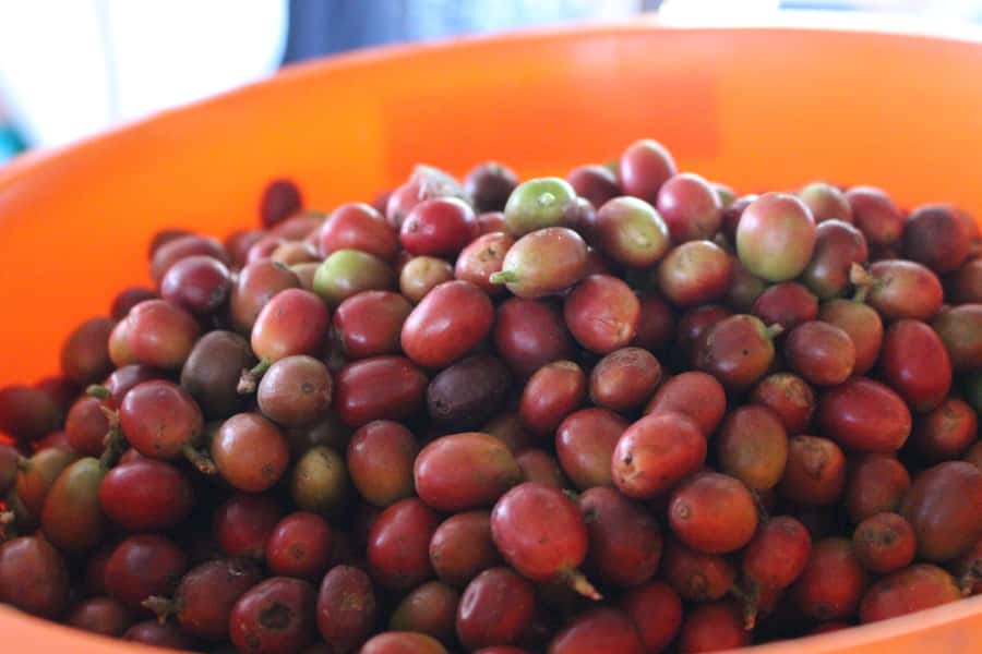 Medellin: Coffee Tour with Hotel Transfers and Meals - Group size, pace, and physical demands