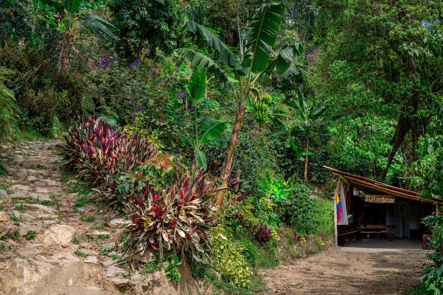 Medellin: Coffee Tour with Transport, Snacks and Tastings - From coffee cherry to dried bean