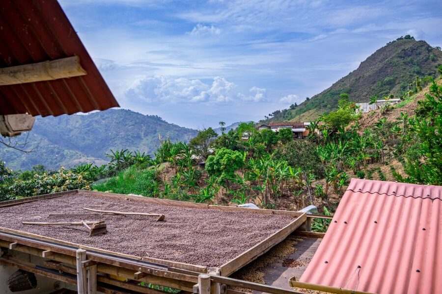 Medellin: Coffee Tour with Transport, Snacks and Tastings - Coffee husk tea and a mucilage frappé
