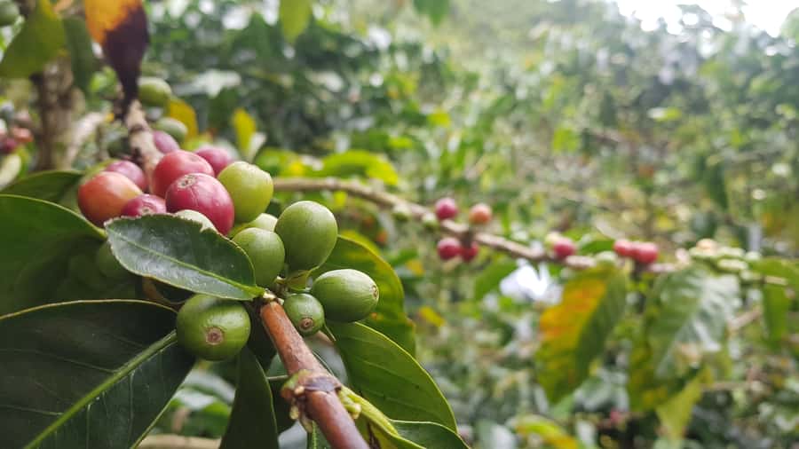 Medellin: Guatape, El Peñol Coffee Farm Private Tour & Fruit - From Medellín to Marinilla, with fruit before coffee