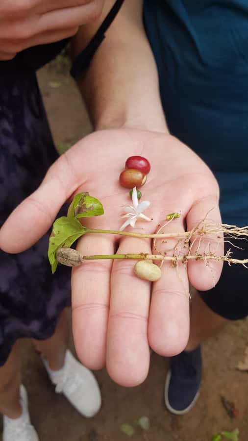 Medellin: Guatape, El Peñol Coffee Farm Private Tour & Fruit - Walking Guatapé’s painted streets